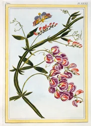 Le Grand Lathyre (Ewige Süßerbse), c.1776